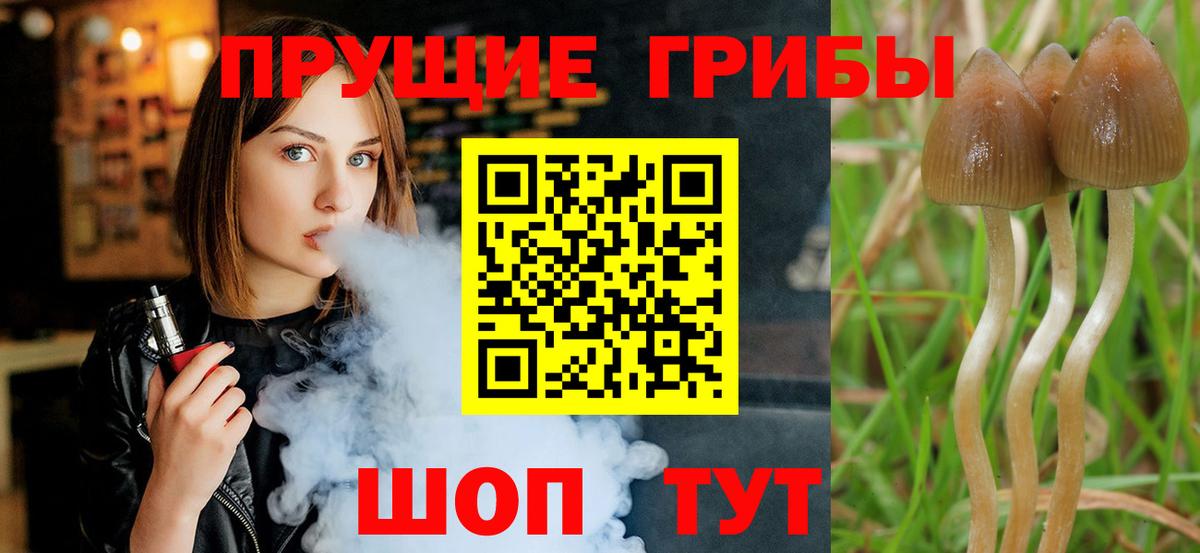 Псилоцибиновые грибы Psilocybe  Псилоцибиновые грибы Psilocybe  Вход с VPN  Мурино 